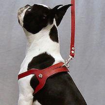 Best harness for toy cheap dogs